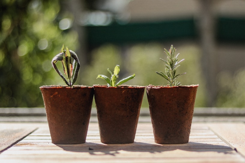 Three small plant pots are arranged side by side on a wooden surface. Each pot contains a different type of plant seedling at various stages of growth. The background is softly blurred with green shades, suggesting an outdoor setting.