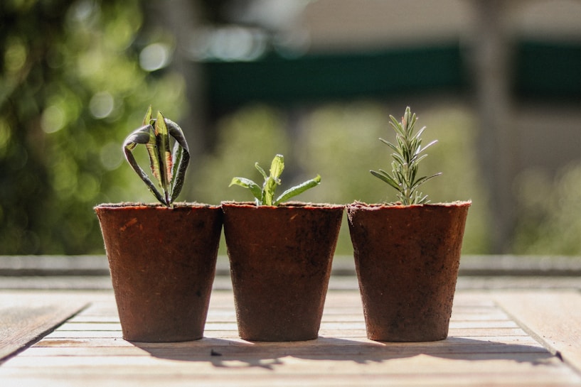 Three small plant pots are arranged side by side on a wooden surface. Each pot contains a different type of plant seedling at various stages of growth. The background is softly blurred with green shades, suggesting an outdoor setting.
