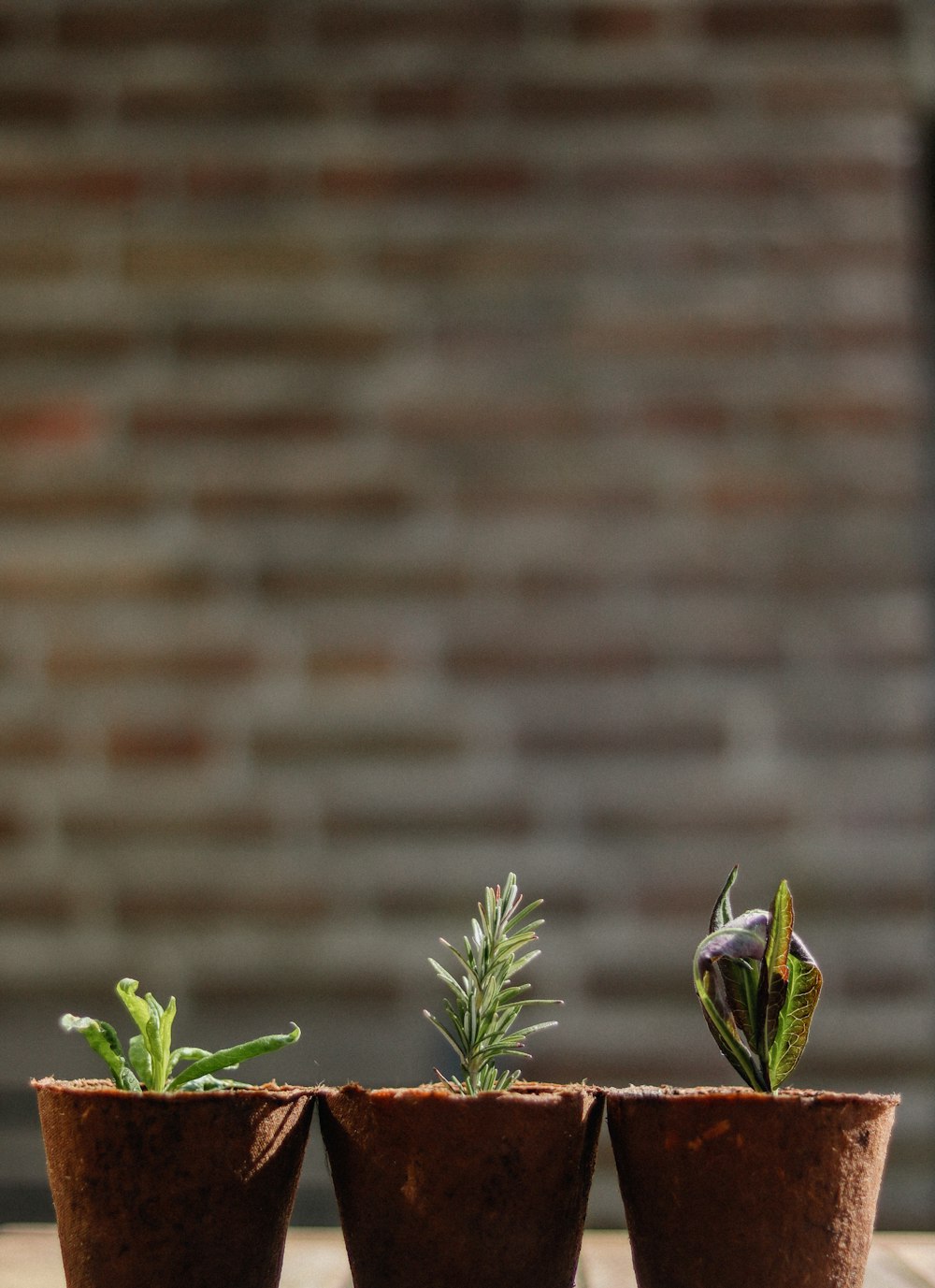 green plant near brown brick wall