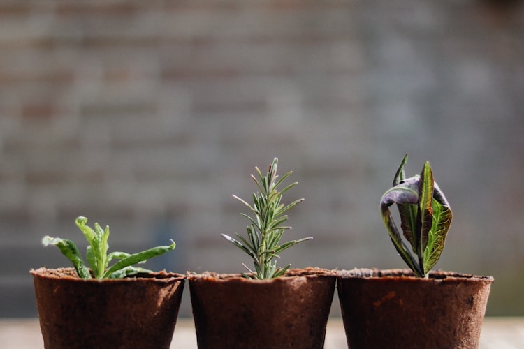 Petit jardin fleuri et soigné avec budget limité