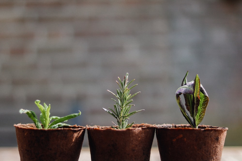 plante verte sur pot en argile brune