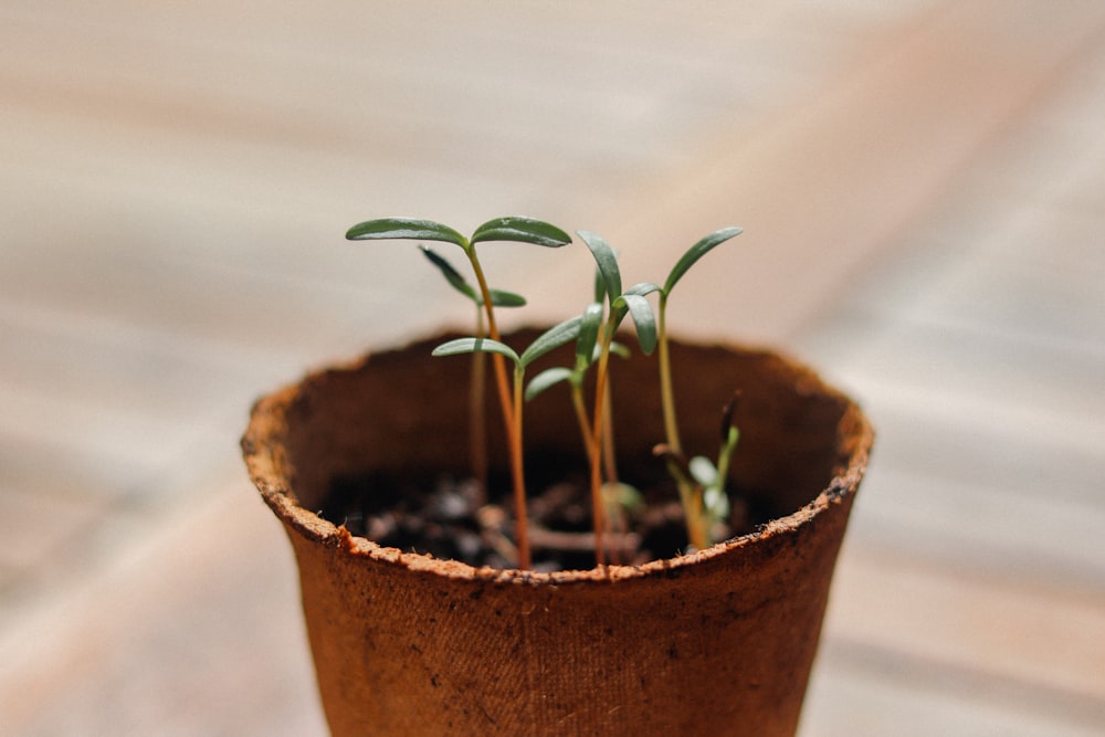 茶色の土鍋に緑の植物