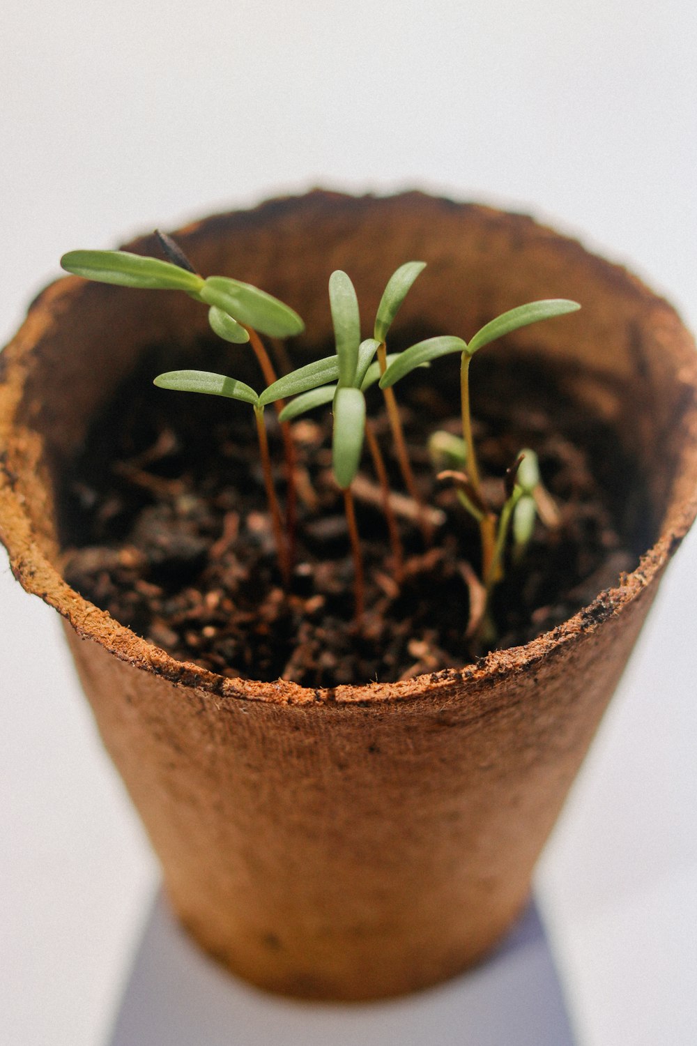 green plant on brown clay pot