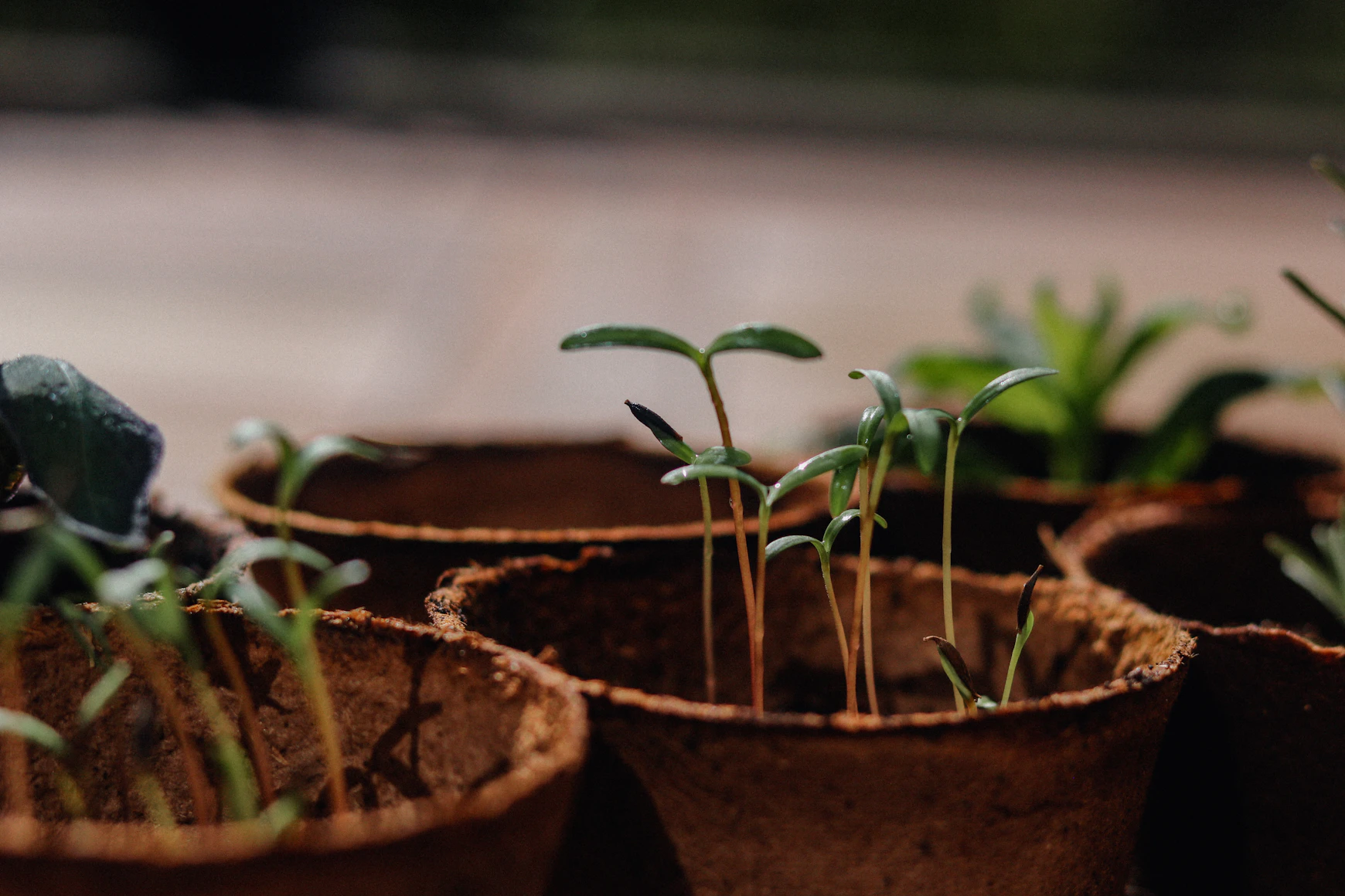 Healthy green vegetable
    seedlings in biodegradable pots ready for transplanting