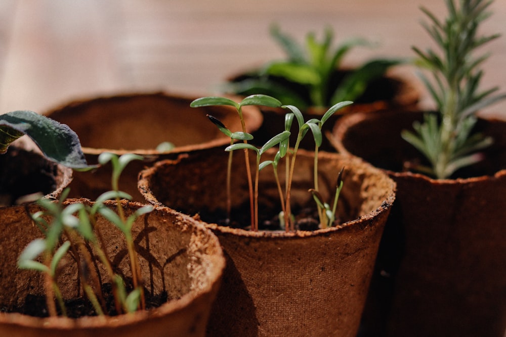 green plant on brown clay pot