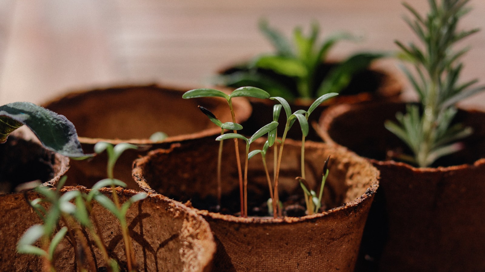 Recommendations for Planting Tomatoes in Wisconsin's Climate