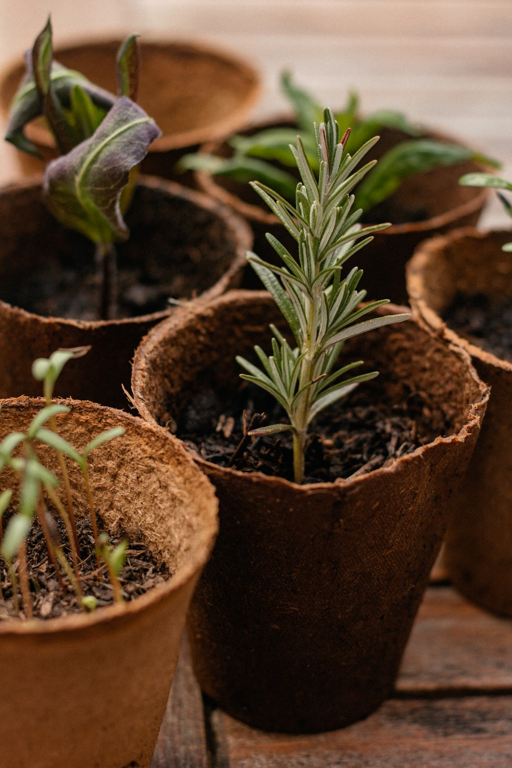 brown and green plant in brown clay pot