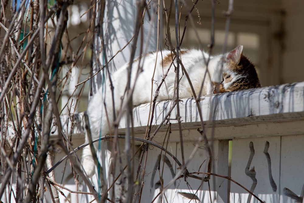 white and brown cat on white wooden fence