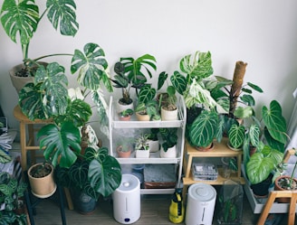 A room filled with a variety of potted houseplants, including monstera and philodendron, displayed on wooden stools and shelves. Two humidifiers are placed near the plants, and a spray bottle is visible on the floor.
