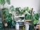 A room filled with a variety of potted houseplants, including monstera and philodendron, displayed on wooden stools and shelves. Two humidifiers are placed near the plants, and a spray bottle is visible on the floor.
