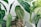 Several potted houseplants with prominent green leaves displaying distinct patterns and textures. The leaves range from solid green to variegated with light green or white tones, with some leaves featuring prominent veins.