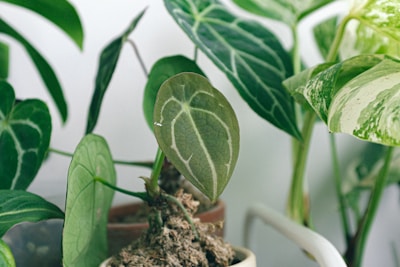 Several potted houseplants with prominent green leaves displaying distinct patterns and textures. The leaves range from solid green to variegated with light green or white tones, with some leaves featuring prominent veins.