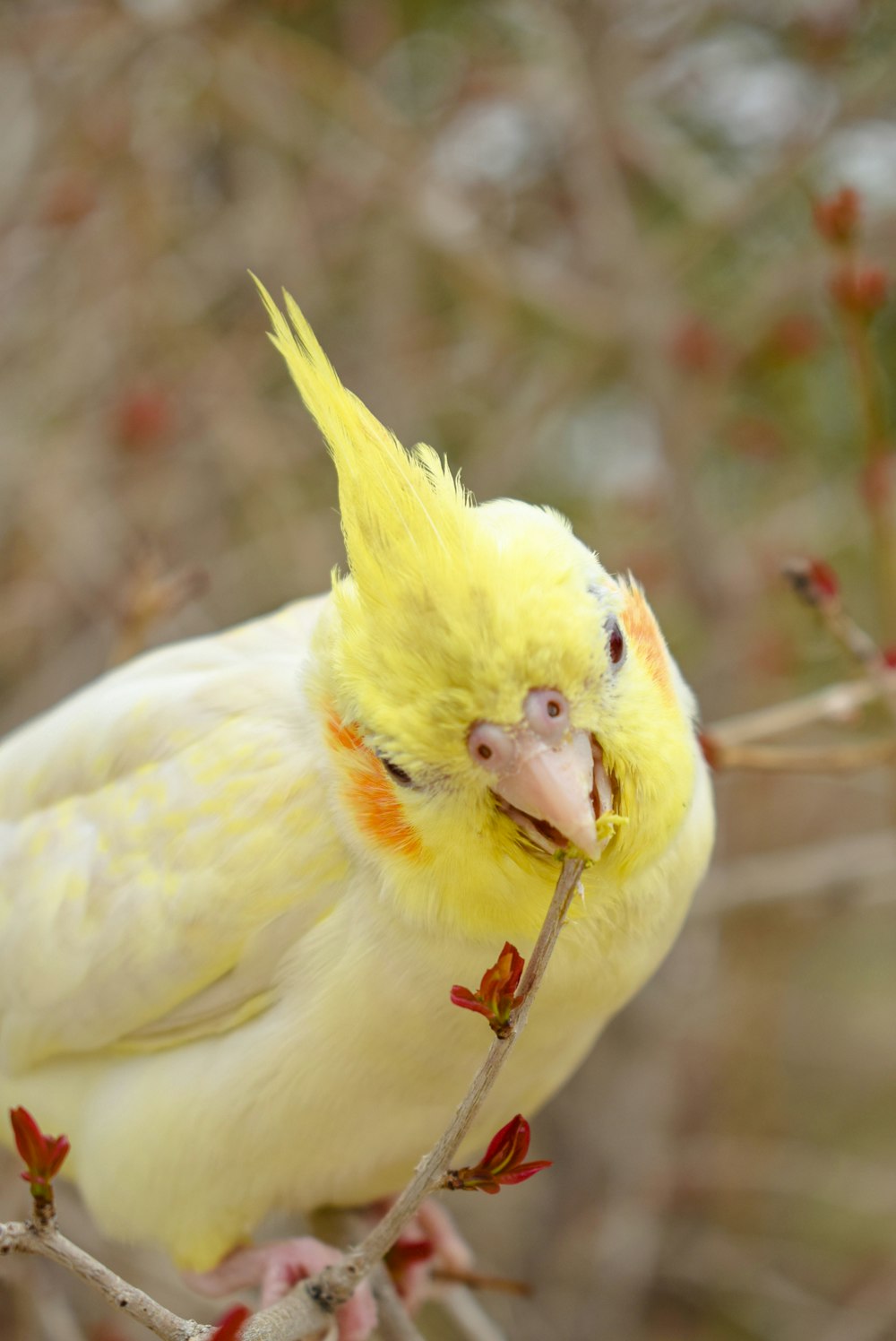 yellow bird on brown tree branch