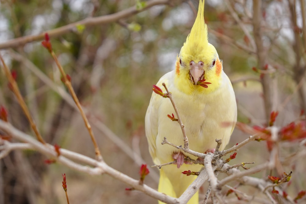 yellow bird on brown tree branch during daytime