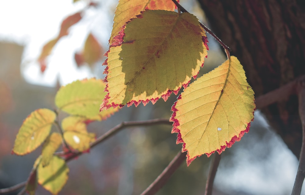 brown leaves in tilt shift lens