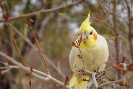 white and yellow bird on brown tree branch during daytime