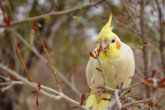 white and yellow bird on brown tree branch during daytime