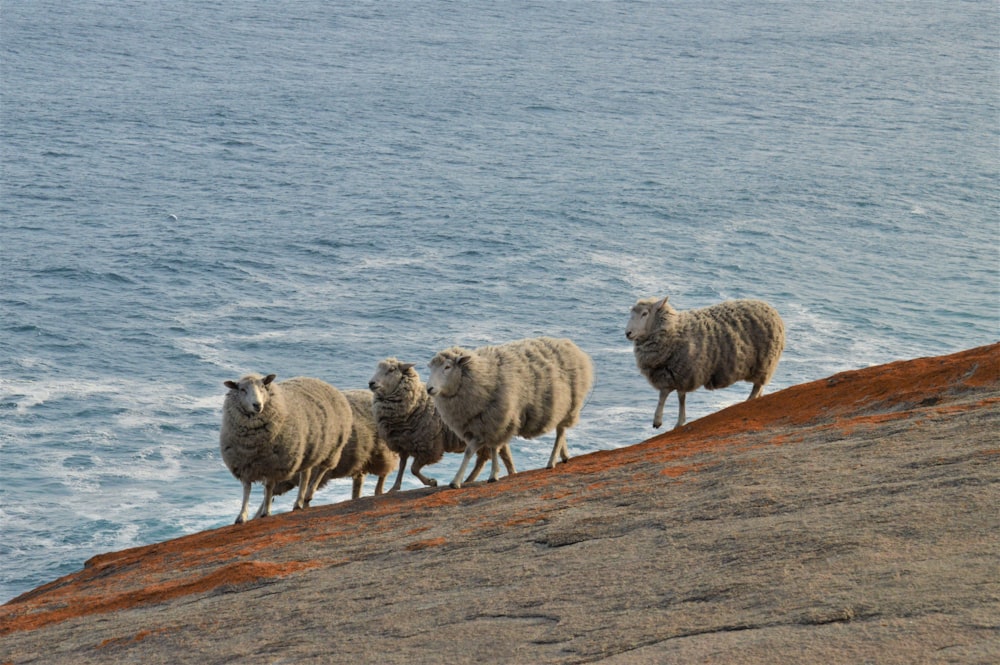 troupeau de moutons sur une friche pendant la journée