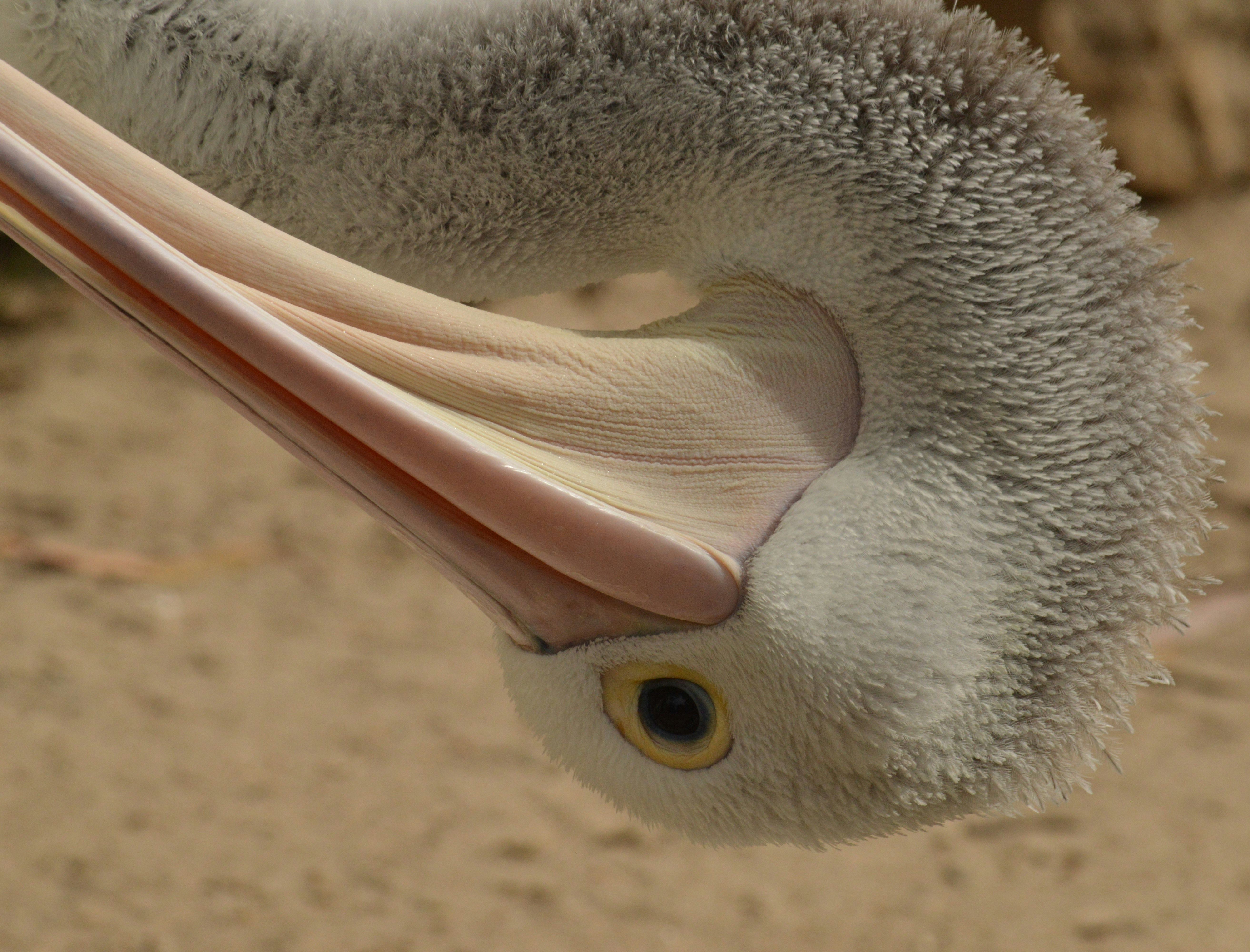 Kangaroo Island, Australia - Curious and entertaining pelicans demonstrate their flexibility at Kangaroo Island Wildlife Park.