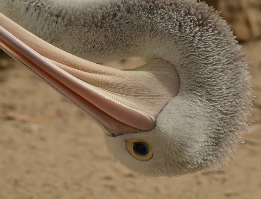 white pelican in close up photography during daytime