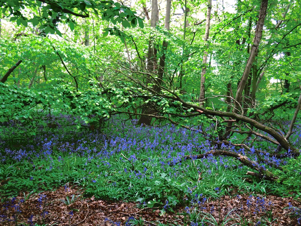 green trees and blue flowers