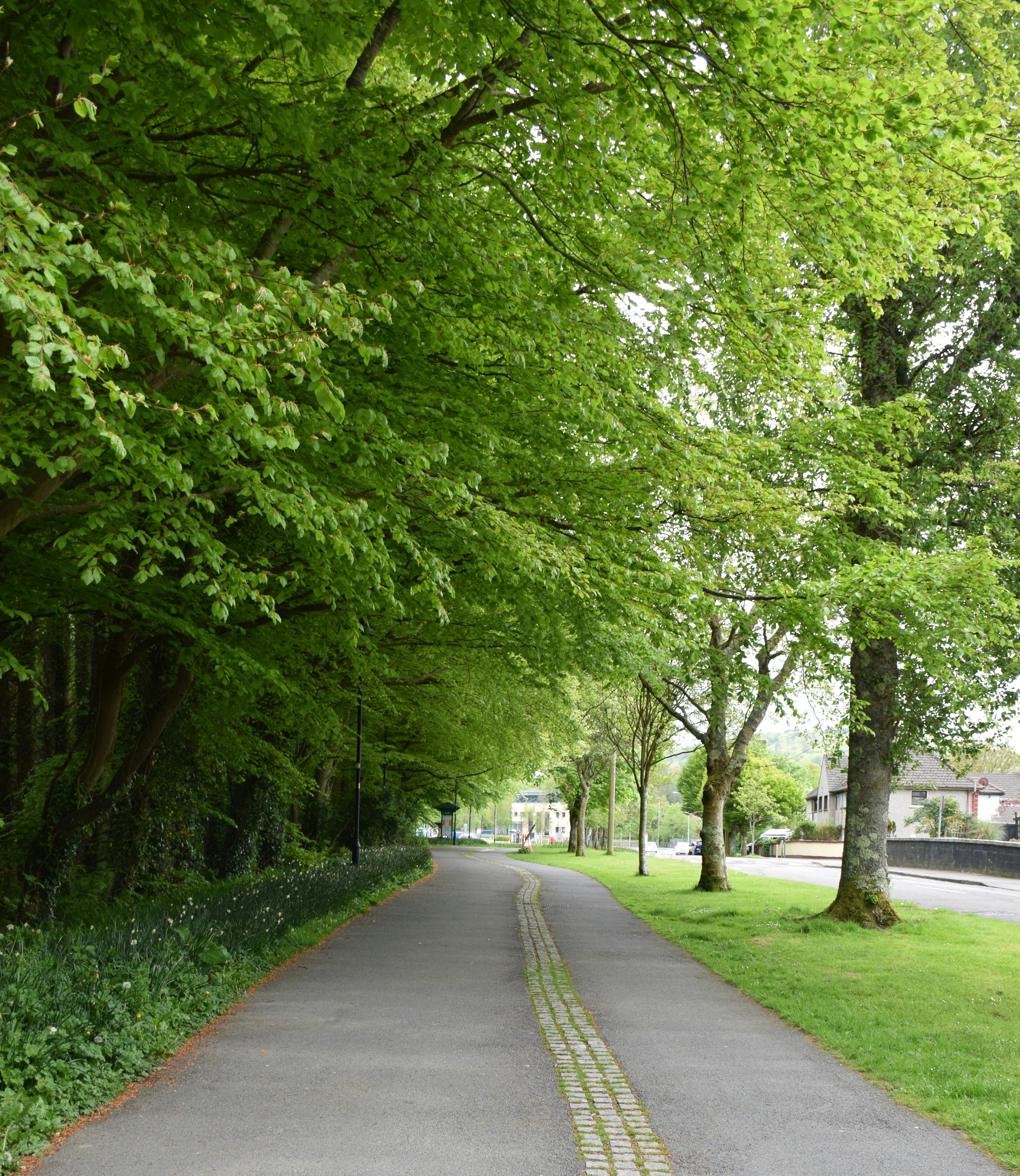 Gray concrete road between green trees during daytime photo Free