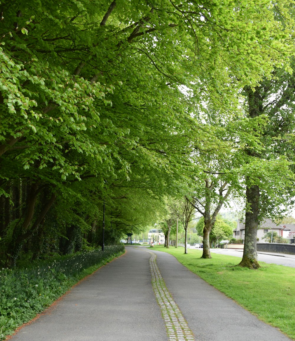 gray concrete road between green trees during daytime