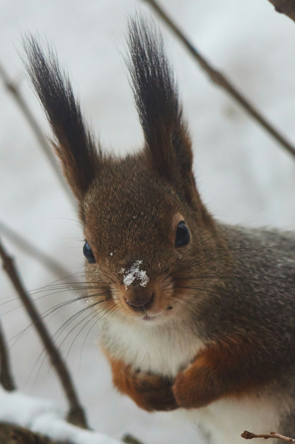 brown squirrel on brown tree branch during daytime