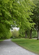 A serene park filled with green trees and walking paths.