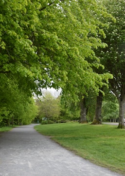 A serene park filled with green trees and walking paths.