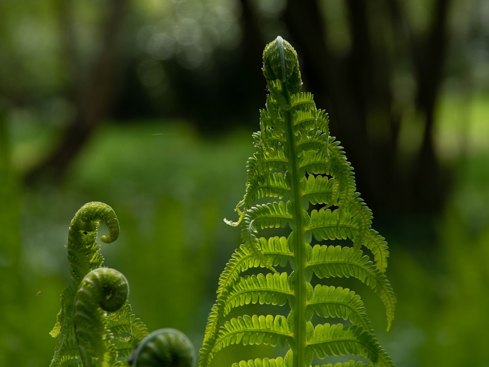 planta de samambaia verde em fotografia de perto