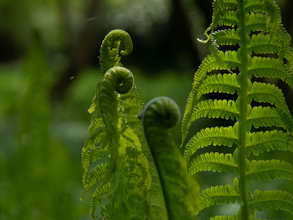 green fern plant in close up photography