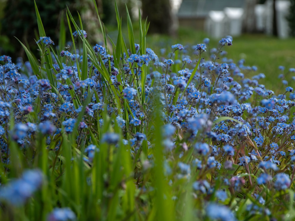 blue and white flower field during daytime