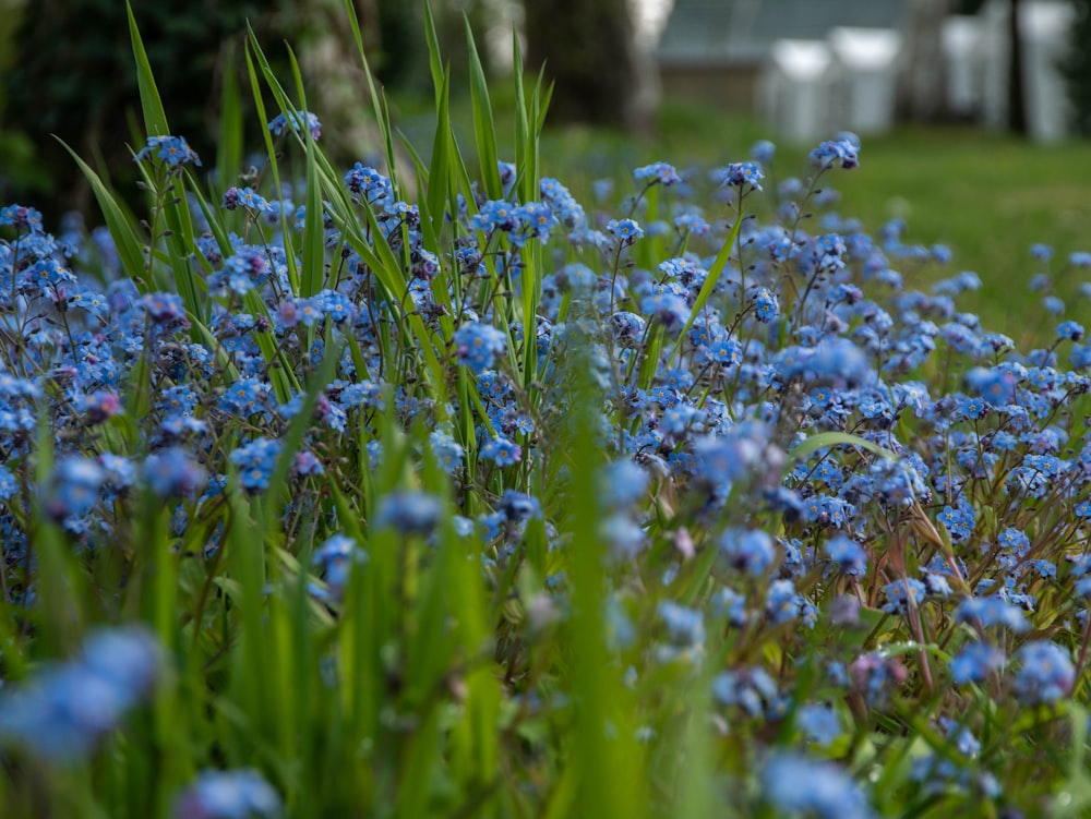 campo de flores azuis e brancas durante o dia
