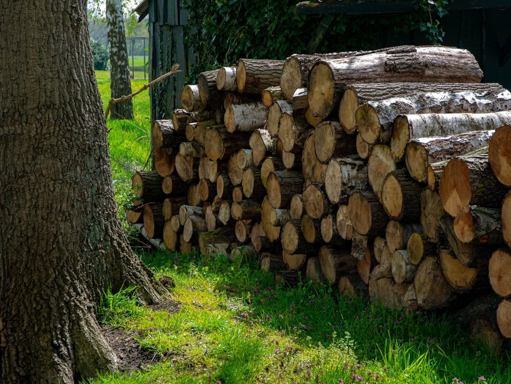 brown wood logs on green grass field during daytime