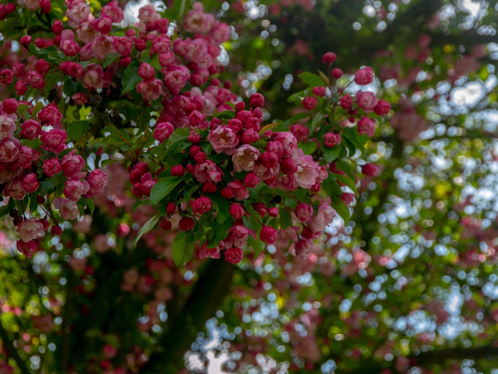 pink flowers in tilt shift lens