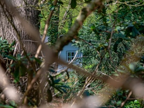 A cozy tiny home nestled in a green backyard with sunlight filtering through trees.