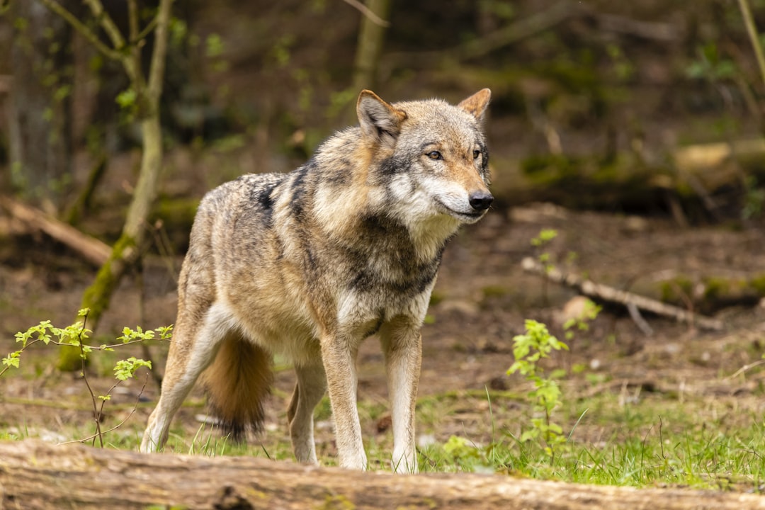 brown wolf walking on green grass during daytime