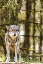 brown and black wolf on forest during daytime