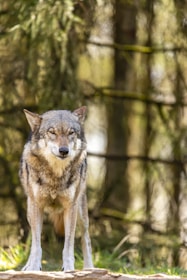 brown and black wolf on forest during daytime