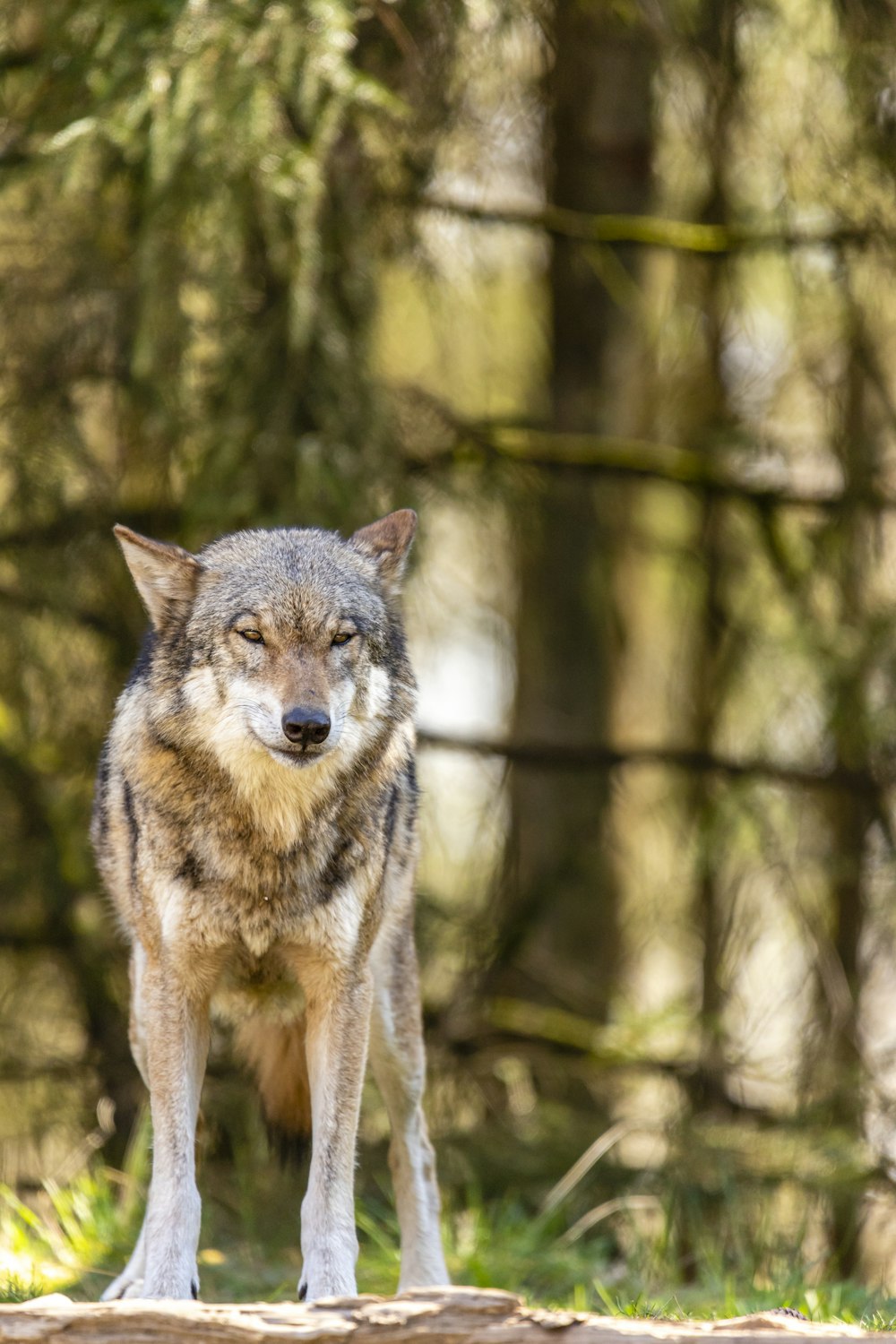 lobo marrom e preto na floresta durante o dia