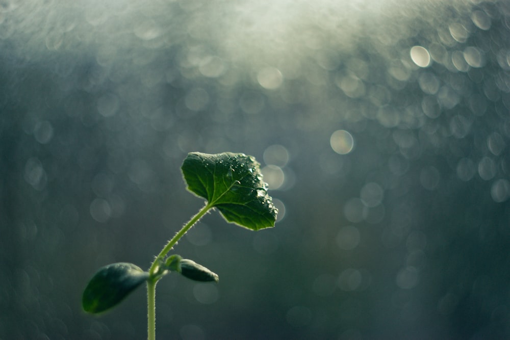 water droplets on green leaf