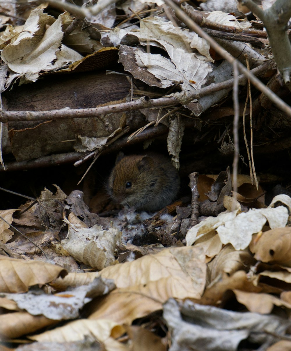 brown rodent on brown tree trunk