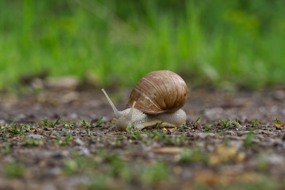 brown snail on brown soil