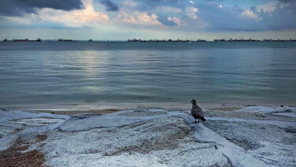 black duck on body of water during daytime