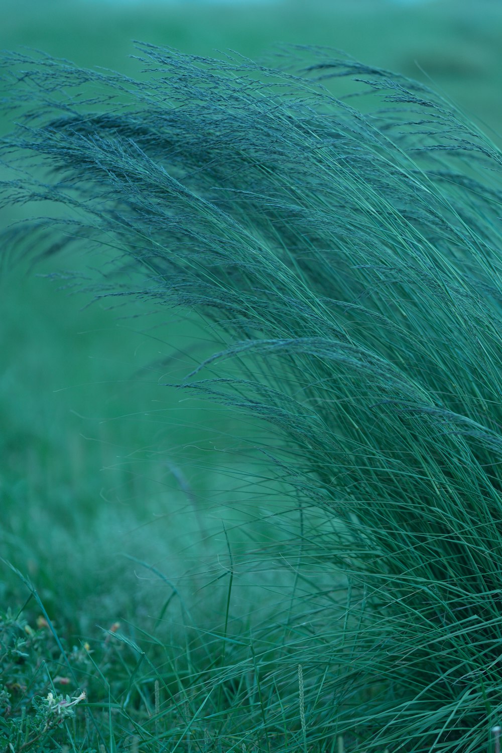 green grass in close up photography