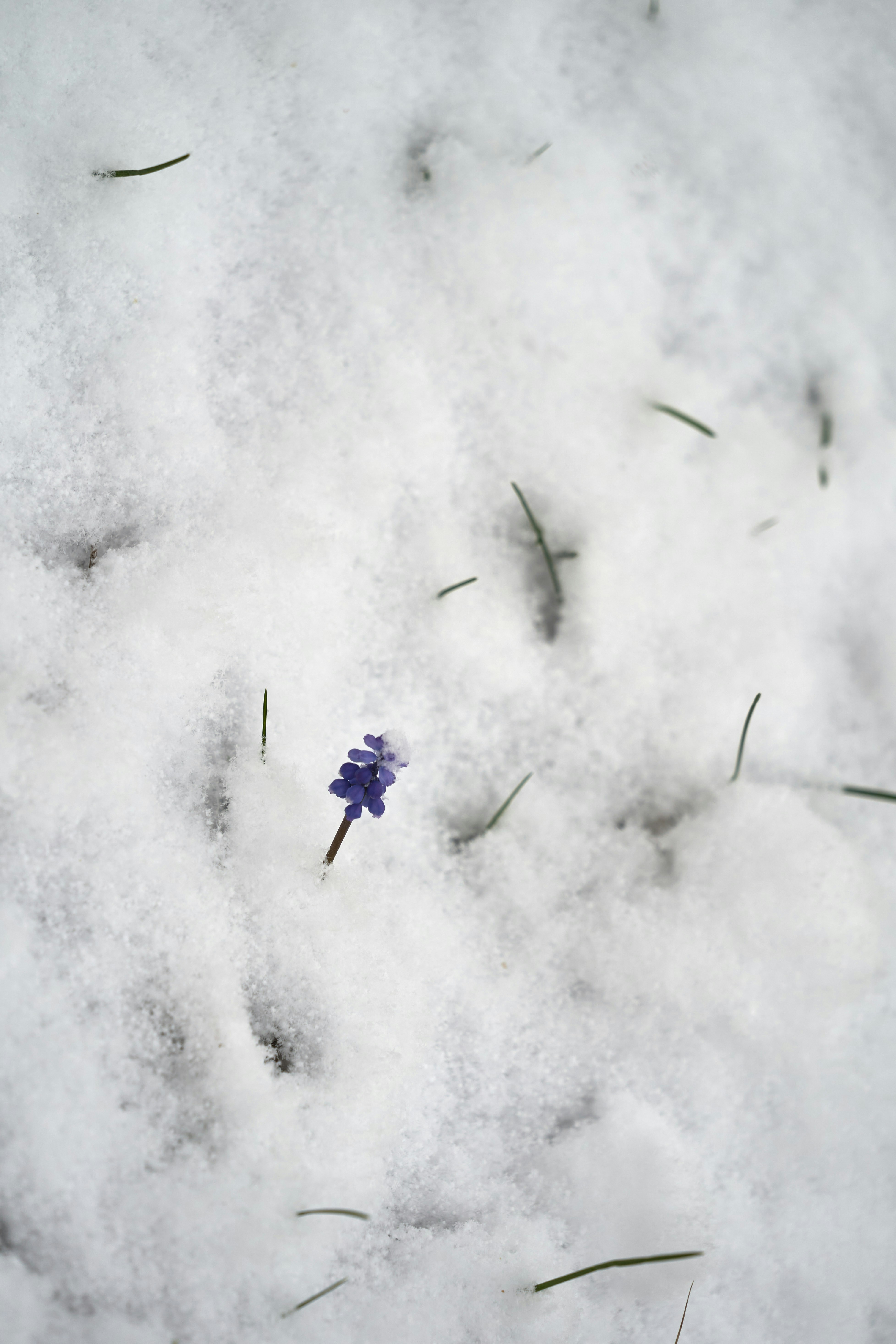 Photo by wolfgang_hasselmann