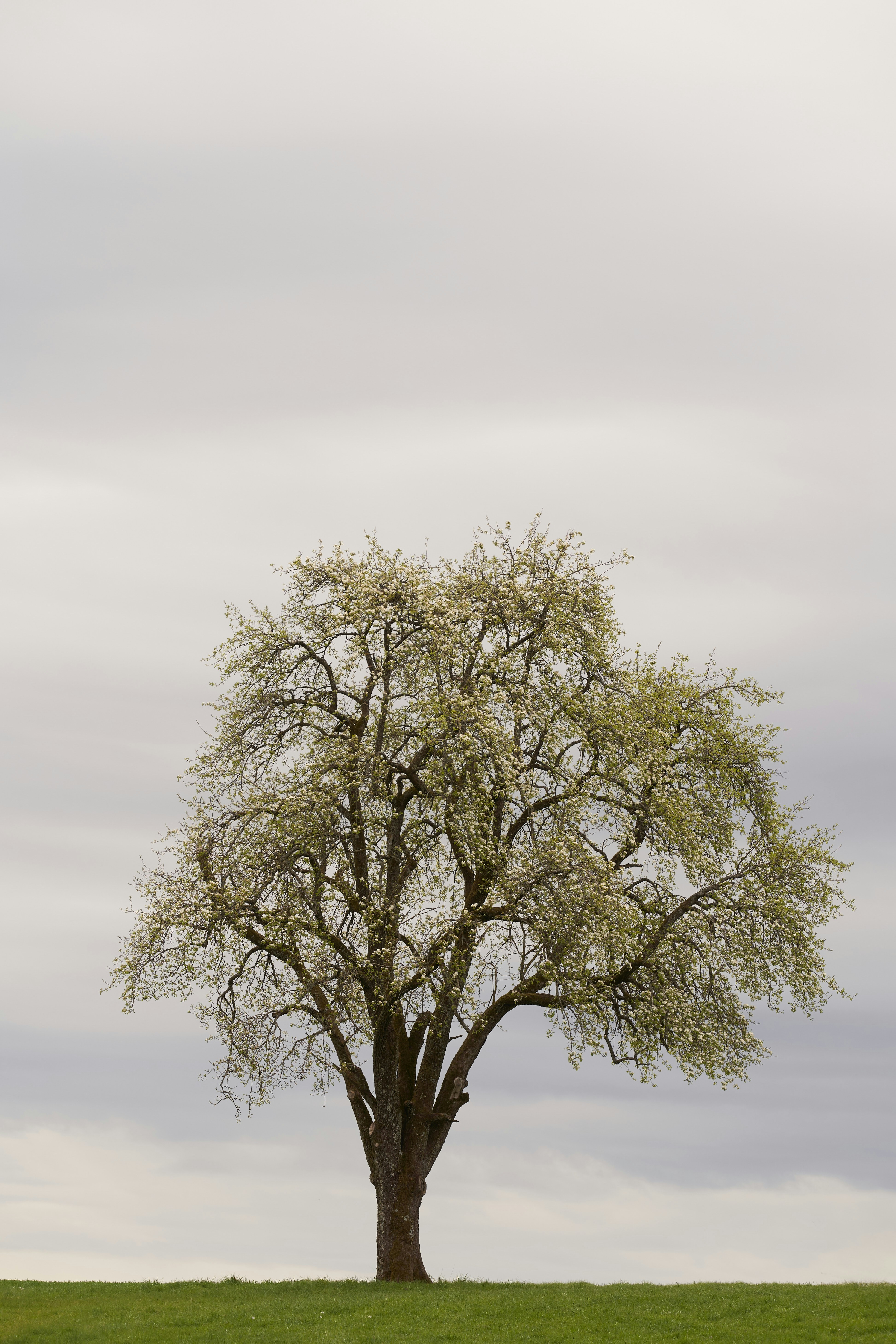 Photo by wolfgang_hasselmann