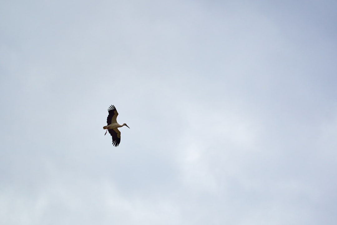 black bird flying under white clouds during daytime