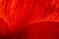 red flower petal representing gerve web works coloring scheme